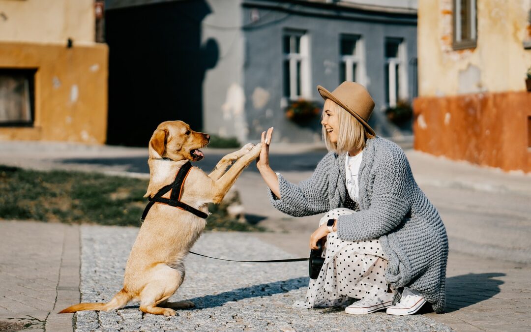 POPLATKY ZA PSA 2025 a PROSBA pro pejskaře
